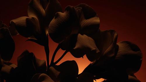 plantas