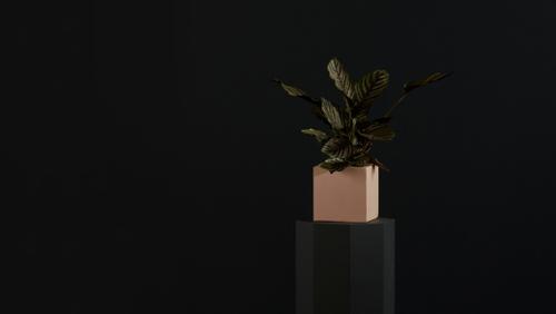 Background plant