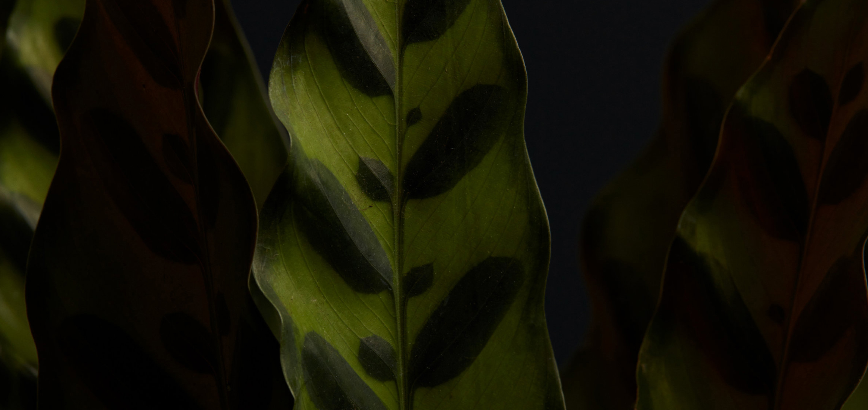 Zoomed in image of a plant