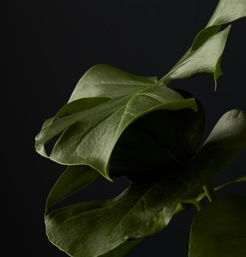 Closeup of indoor plant leaves