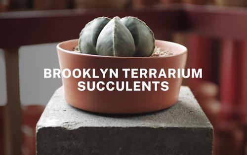 Video Studio example template